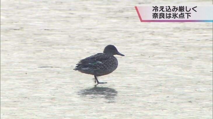 カモが池を”歩く”！？奈良の全観測地点で氷点下を記録　奈良市で－１．１℃、十津川村で－３．３℃