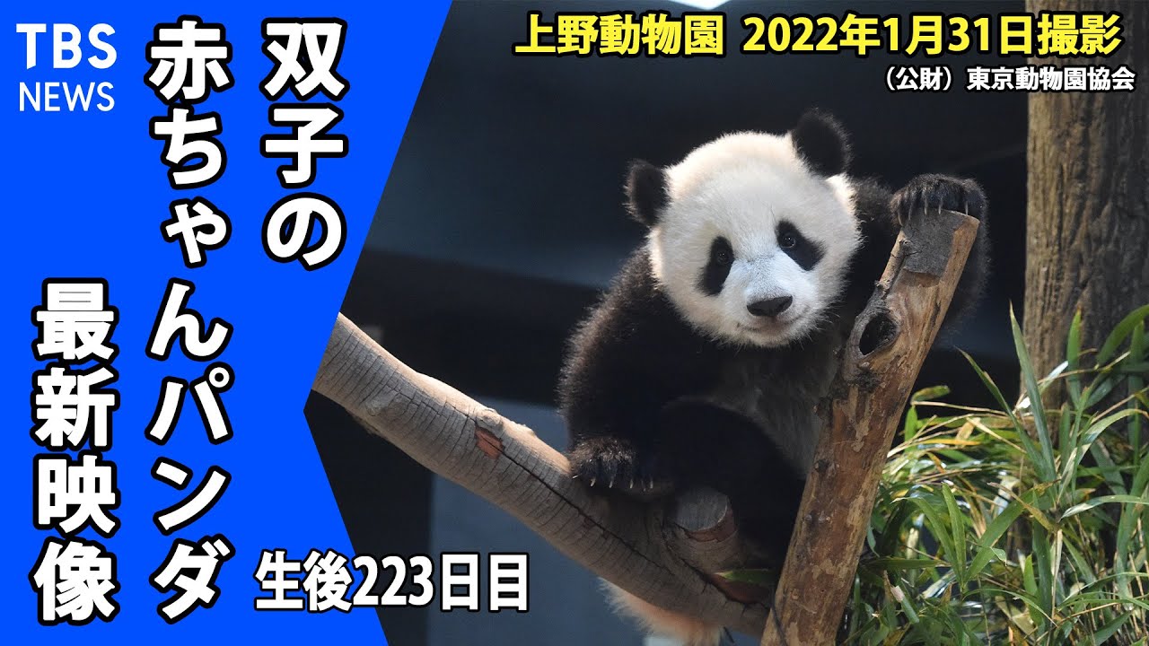 【最新映像】「早くも性格に違い？双子パンダ、のびのび成長中」（１月３１日撮影）
