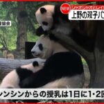 【双子パンダ】シャオシャオとレイレイ “授乳”映像