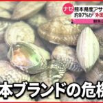 【アサリ】”９７%が外国産”の可能性… 熊本県産アサリ”産地偽装”か