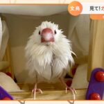 文鳥が変身！水浴びで神々しい姿に