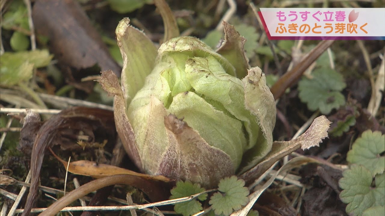 【もうすぐ立春】ふきのとう芽吹く 和歌山県串本町の山間部 地元では高級食材として親しまれる
