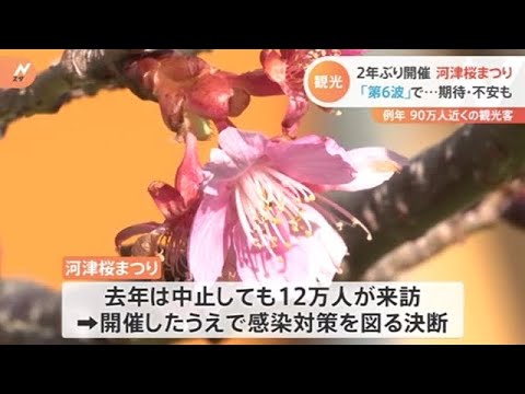 ２年ぶり開催 河津桜まつり、「第６波」で期待・不安も