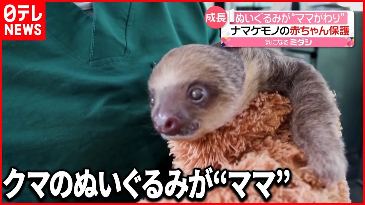 【ナマケモノ】赤ちゃんを保護…“ママ”はクマのぬいぐるみ コロンビア
