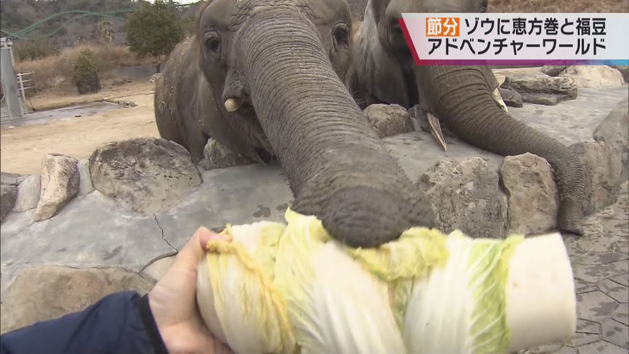 【節分に特別】ゾウに特製恵方巻のプレゼント、成田山不動尊では福豆配り「オミクロンは外」