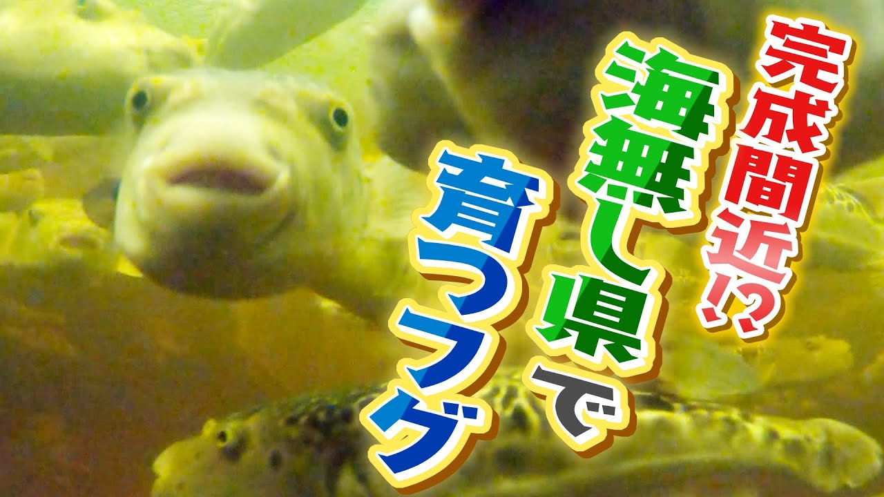 【海なし県でフグ養殖】完成間近！？奈良の山奥で育つフグ　過疎化が進む天川村の未来を託す…試行錯誤の３年間（2022年2月3日）