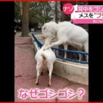 【ヤギ】かまってほしい？ “シバヤギ”の行動が話題に…　千葉市動物公園