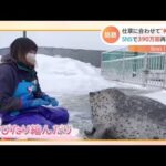 動画再生３９０万回！“伸び縮みする”アザラシの日和（ひより）ちゃん