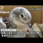 渡り鳥脳内に“コンパス”細胞　北向きで活発に活動(2022年2月5日)