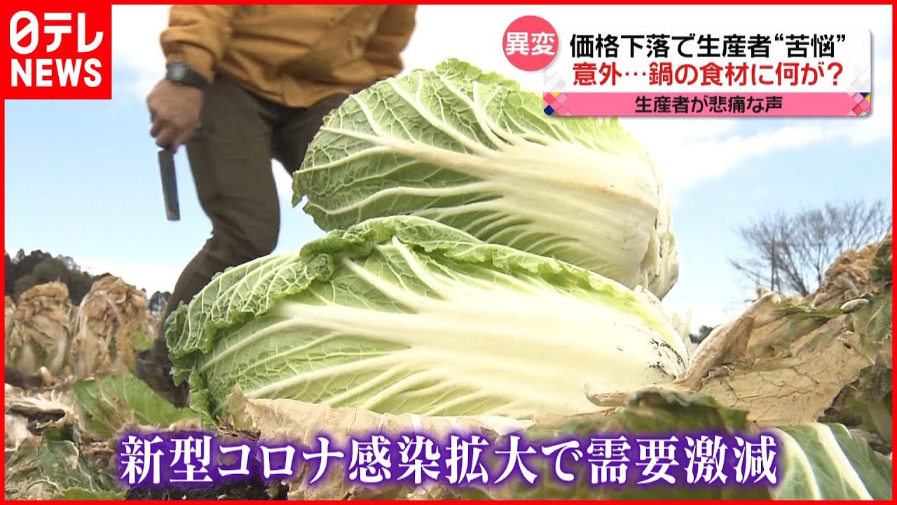 【値下がり】生産者からは悲鳴…白菜が“5割安”も 鍋料理の食材が下落