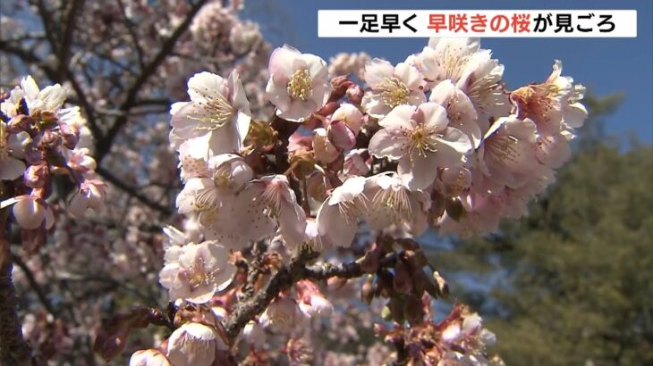 “早咲きの桜”が見ごろ…一足早く春の気配　和歌山・田辺市の高山寺（2022年2月6日）