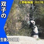 【最新映像】上野動物欄の双子パンダ　いつの間にそんなに高い木に登れるようになったの？！運動場に出た双子パンダ（２月７日撮影）