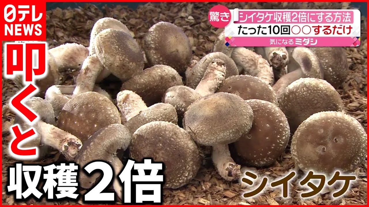 【シイタケ】”原木を叩くだけ”で収穫2倍に!?研究結果発表