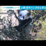 初公開！上手に木登り　上野・双子パンダ最新映像(2022年2月8日)