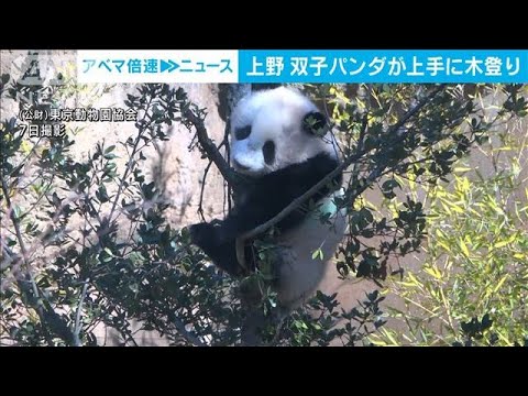 初公開！上手に木登り　上野・双子パンダ最新映像(2022年2月8日)