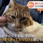 猫カフェに白昼堂々置き去り カメラが捉えた “捨て猫”の瞬間