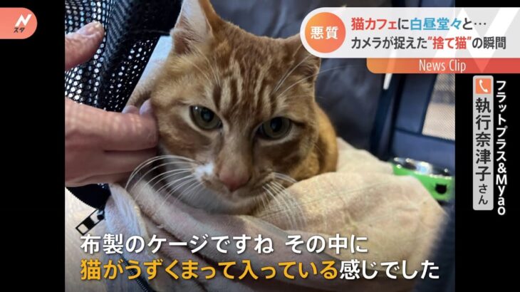 猫カフェに白昼堂々置き去り カメラが捉えた “捨て猫”の瞬間