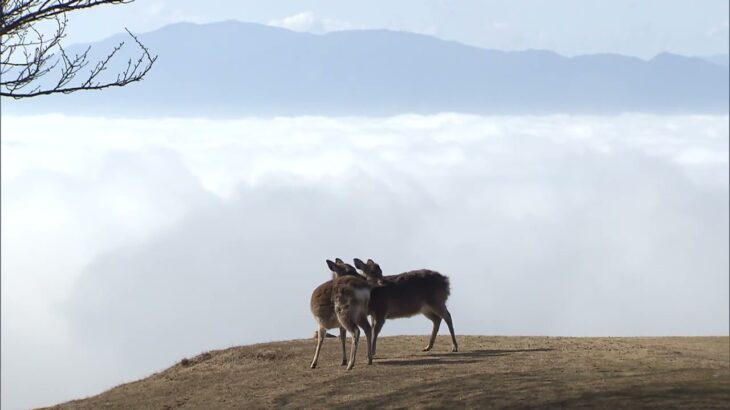 奈良の若草山に雲海　わずかの間の幻想的な景色　前日の雨で空気が湿り、冷え込みで霧が発生