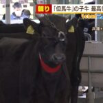 最高価格は約１１０万円！『但馬牛』子牛の競り…一頭平均は７８万円台　兵庫・養父市（2022年2月9日）