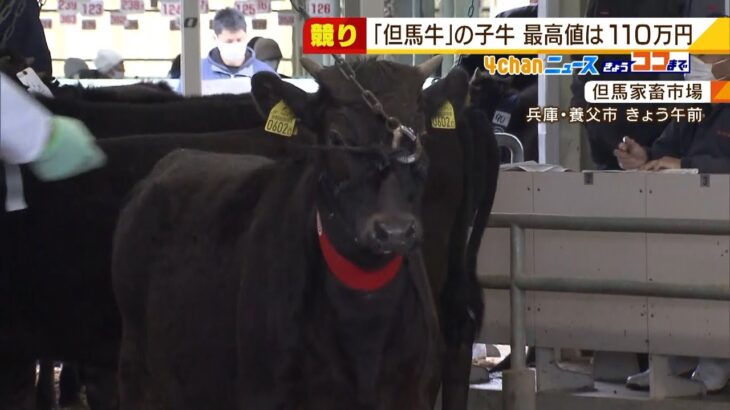 最高価格は約１１０万円！『但馬牛』子牛の競り…一頭平均は７８万円台　兵庫・養父市（2022年2月9日）