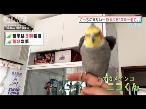 こっちに来ない・・・オカメインコの恐るべき“スルー能力”(2022年2月10日)