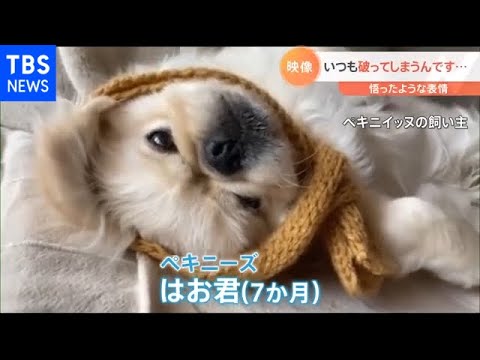 障子から抜けない！体の成長悟った子犬【Ｎスタ】