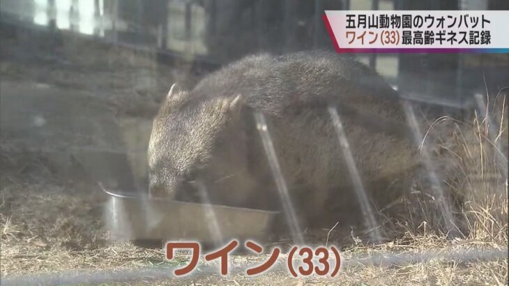 ３３歳のウォンバットが飼育下最高齢でギネス認定、人間なら１００歳以上　大阪・池田市、五月山動物園