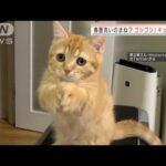 飼い主さんの真似？　洗い物をしていると両手をゴシゴシ！(2022年2月11日)