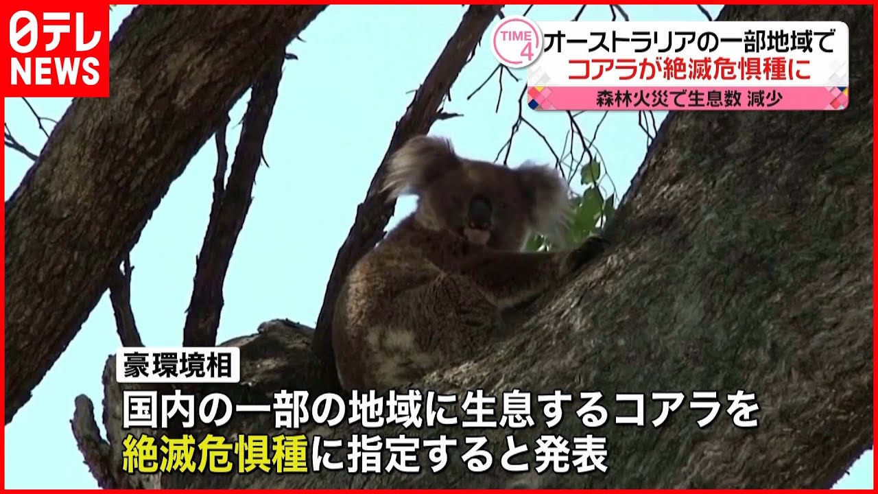 【コアラ】絶滅危惧種に指定…一部地域で生息数が減少　オーストラリア