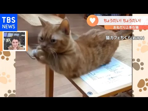 【一押し映像】“ちょうだいポーズ”可愛すぎるネコ