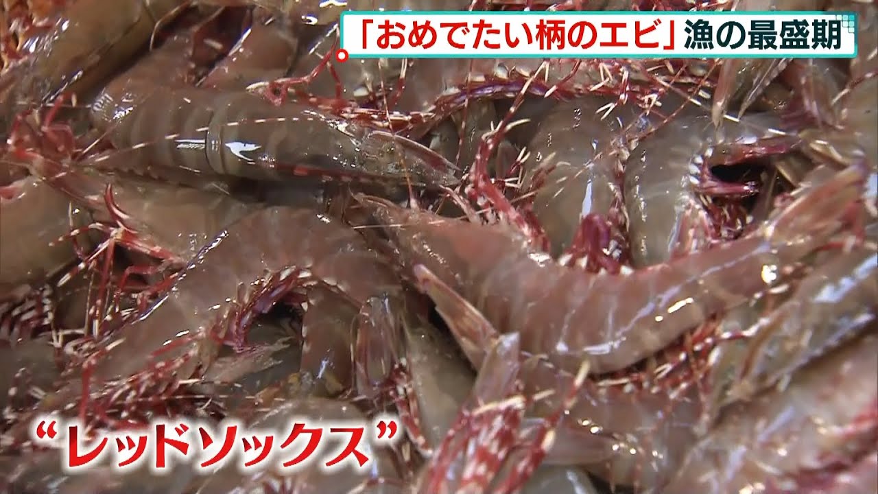 “おめでたい柄”が特徴「アシアカエビ」漁が最盛期　ブランド名は『レッドソックス』（2022年2月12日）