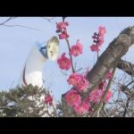「梅まつり」　早咲きの梅に合わせて開催中　大阪・万博記念公園