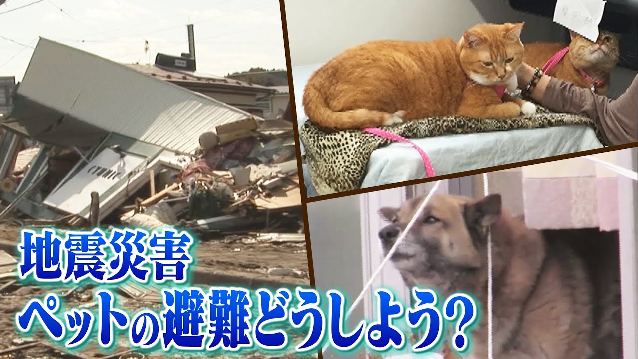 【ペットの防災】家族同様に暮らす「ペット」災害が起きた時『どこに避難すればいいの…』避難所では受け入れをめぐり様々なトラブルも…備えていますか？(2019年9月17日)