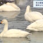 琵琶湖に「コハクチョウ」が“例年より多く”飛来　東北や北陸の大雪が影響か　滋賀県（2022年2月12日）