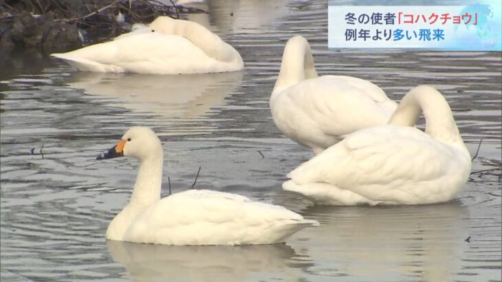 琵琶湖に「コハクチョウ」が“例年より多く”飛来　東北や北陸の大雪が影響か　滋賀県（2022年2月12日）