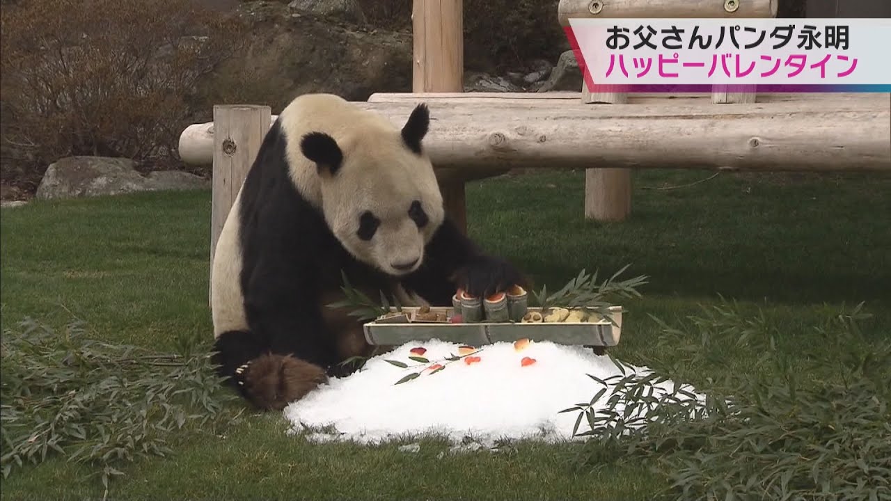 白浜のお父さんパンダ「永明」にバレンタインの贈り物　リンゴやニンジンなど大好物の特製プレート