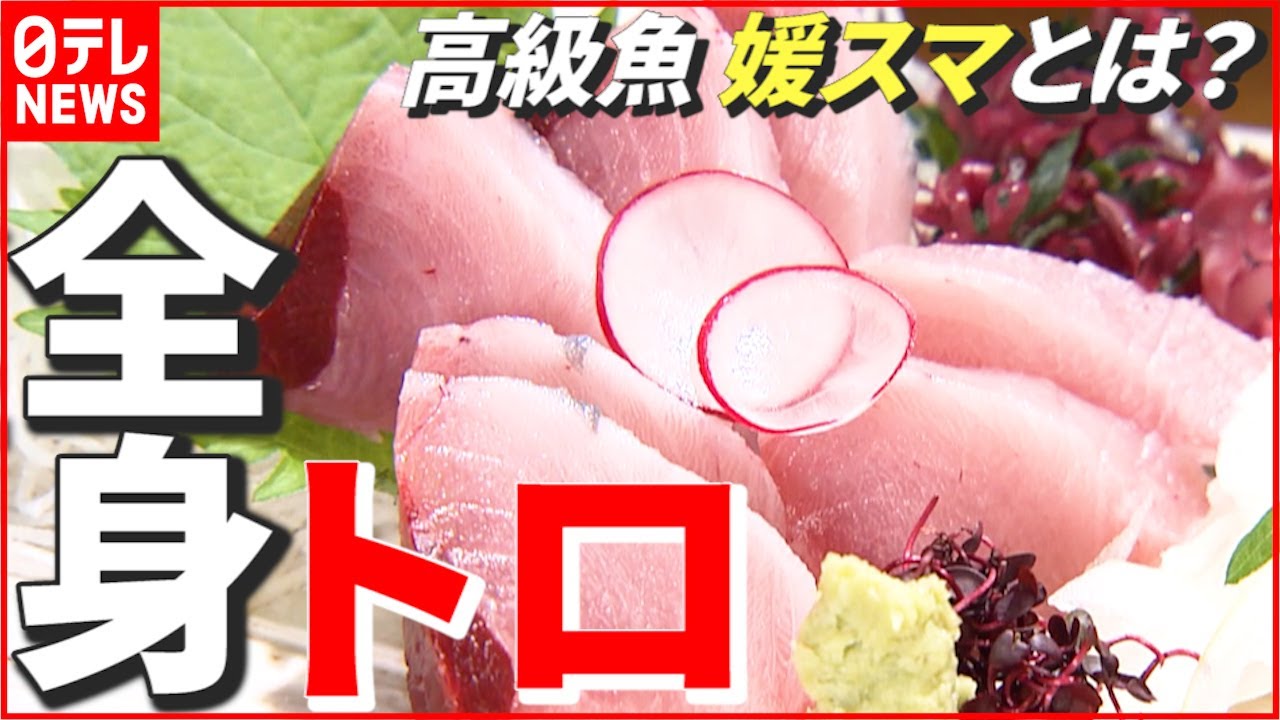 【冬のご褒美グルメ】”全身トロ” ブランド高級魚「媛スマ」とは…　愛媛　NNNセレクション