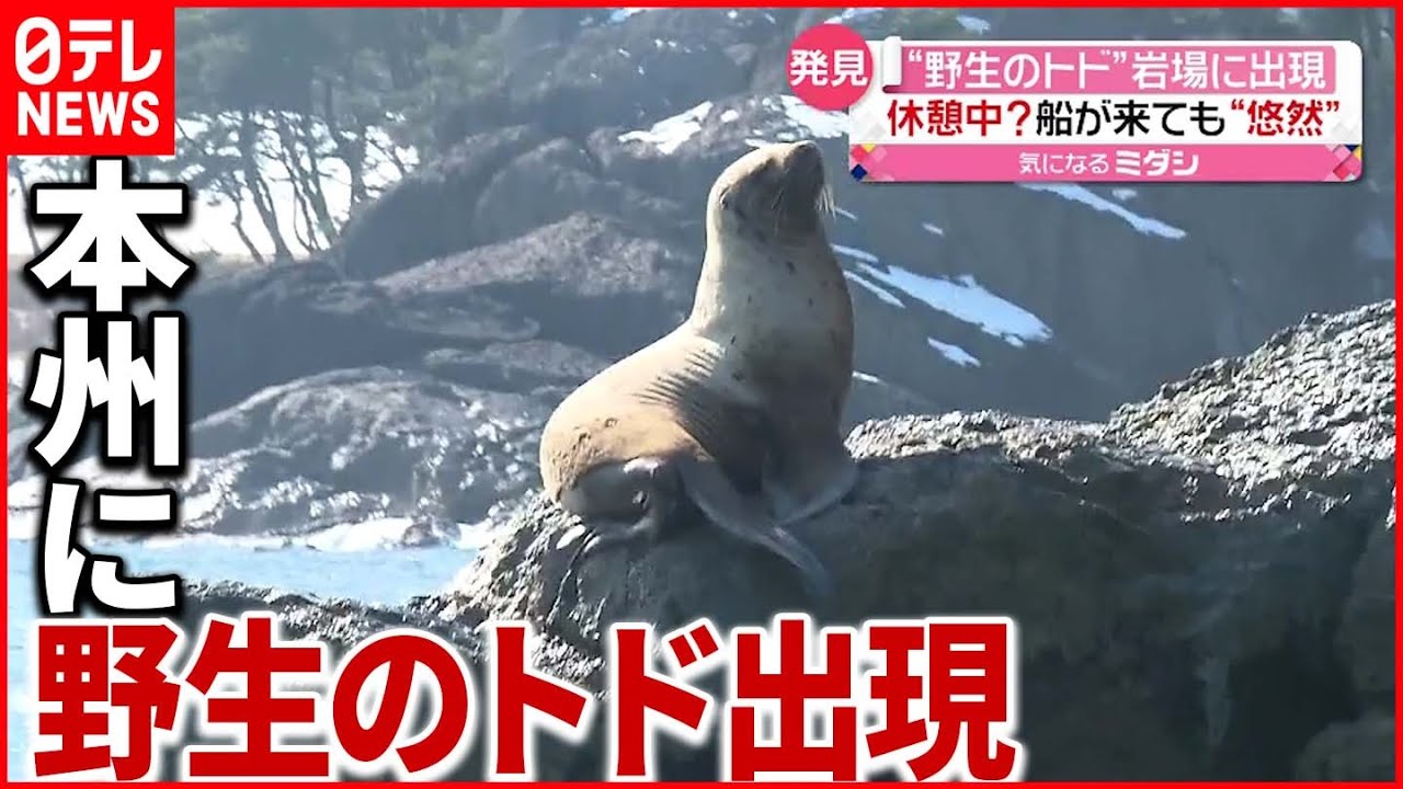 【珍客】青森の海岸に“とど”出現　休憩中？船が来ても「のんびり」