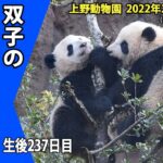 【最新映像】上野動物園の双子のパンダ　シャオシャオも運動場に慣れてきた （2月14日撮影）