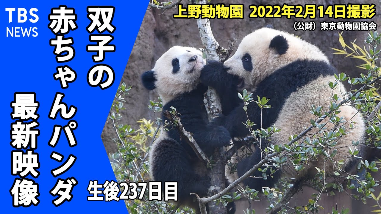 【最新映像】上野動物園の双子のパンダ シャオシャオも運動場に慣れてきた (2月14日撮影)
