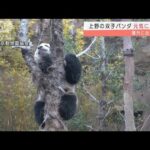 木のてっぺんまでも・・・上野の双子パンダ元気に木登り(2022年2月15日)
