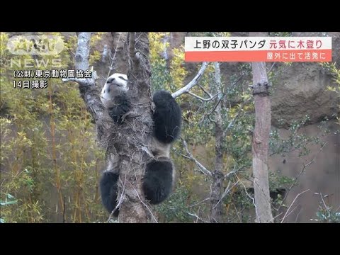 木のてっぺんまでも・・・上野の双子パンダ元気に木登り(2022年2月15日)