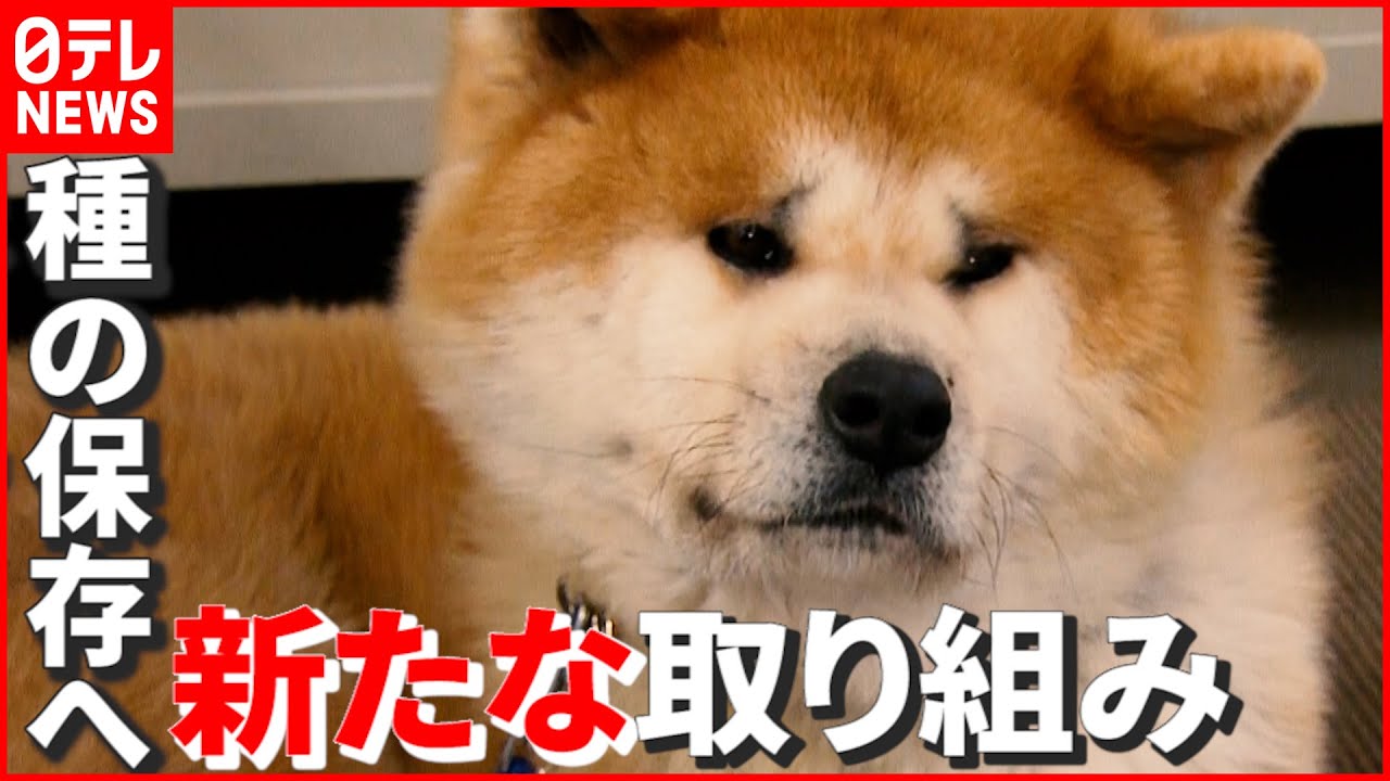 【秋田犬】一時は“種の保存”危ぶまれる状況に…設立95年の保存会が新たな取り組み　秋田　NNNセレクション