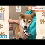 【一押し映像】待合室で“マナーモード”になっちゃう柴犬