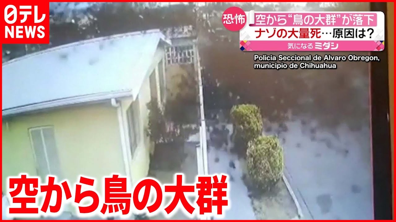 【驚き】鳥が大量死…大群が空から“落下” 原因不明 メキシコ