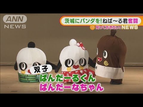 茨城にパンダを！　“新マスコット”誕生　「ねば～る君」奮闘(2022年2月16日)