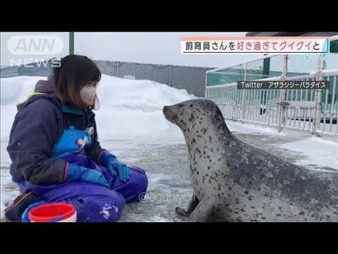 息もぴったり！・・・飼育員さんへの愛が止まらないアザラシ(2022年2月16日)