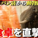 【原料不足】ゾウも困る事態…パン店から動物園にまで“新型コロナ”の影響　愛媛　NNNセレクション