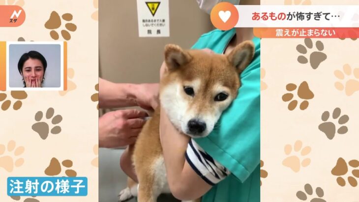 【一押し映像】待合室で“マナーモード”になっちゃう柴犬