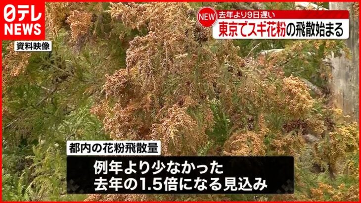 【スギ花粉】東京で飛散始まる 昨年比１.５倍の見込み